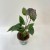 anthurium black love (3).jpg