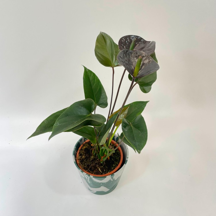 anthurium black love (3).jpg