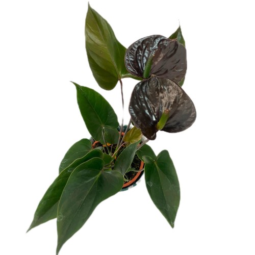 anthurium black love (4).jpg