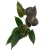 anthurium black love (4).jpg