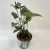 anthurium black love (1).jpg
