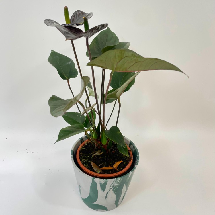 anthurium black love (1).jpg
