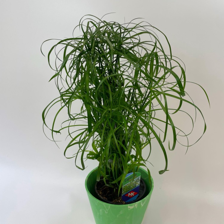Cyperus alternifolius papirus (2).jpg