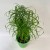 Cyperus alternifolius papirus (3).jpg