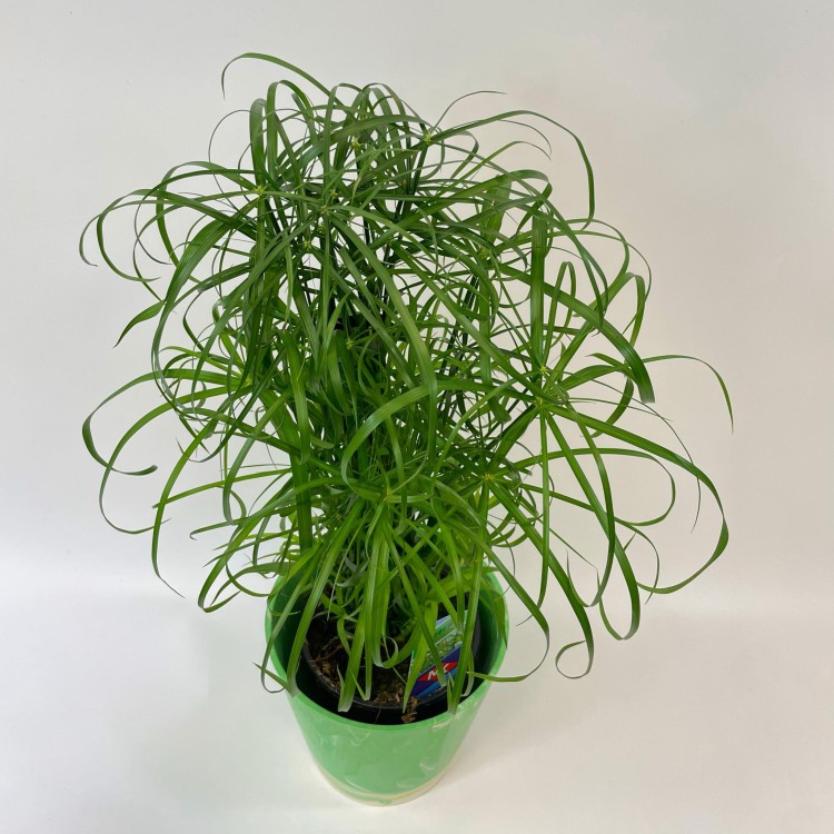 Cyperus alternifolius papirus (3).jpg