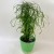Cyperus alternifolius papirus (4).jpg