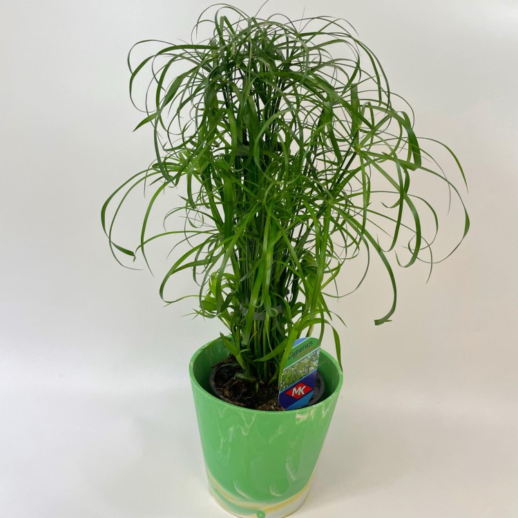 Cyperus alternifolius papirus (4).jpg
