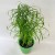 Cyperus alternifolius papirus (5).jpg