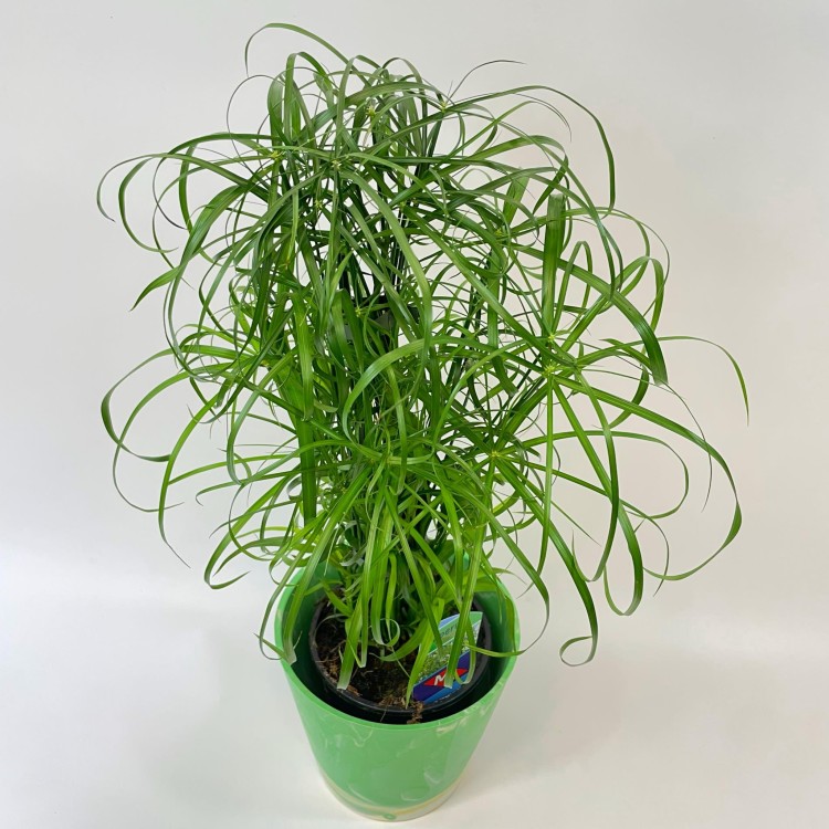 Cyperus alternifolius papirus (5).jpg