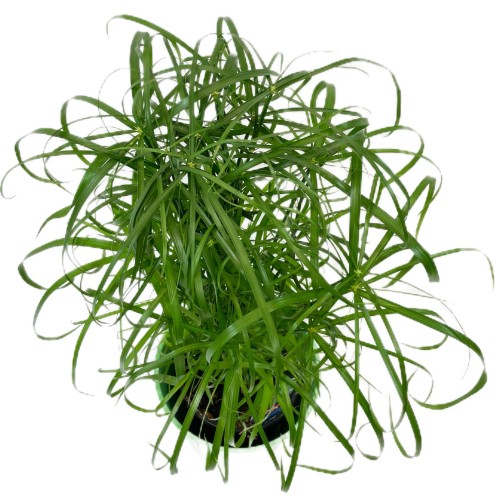Cyperus alternifolius papirus (1).jpg