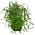 Cyperus alternifolius papirus (1).jpg