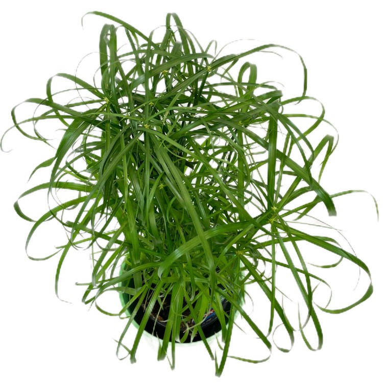 Cyperus alternifolius papirus (1).jpg