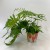 Dryopteris erythrosora narecznica czerwonozawijkowa (2).jpg