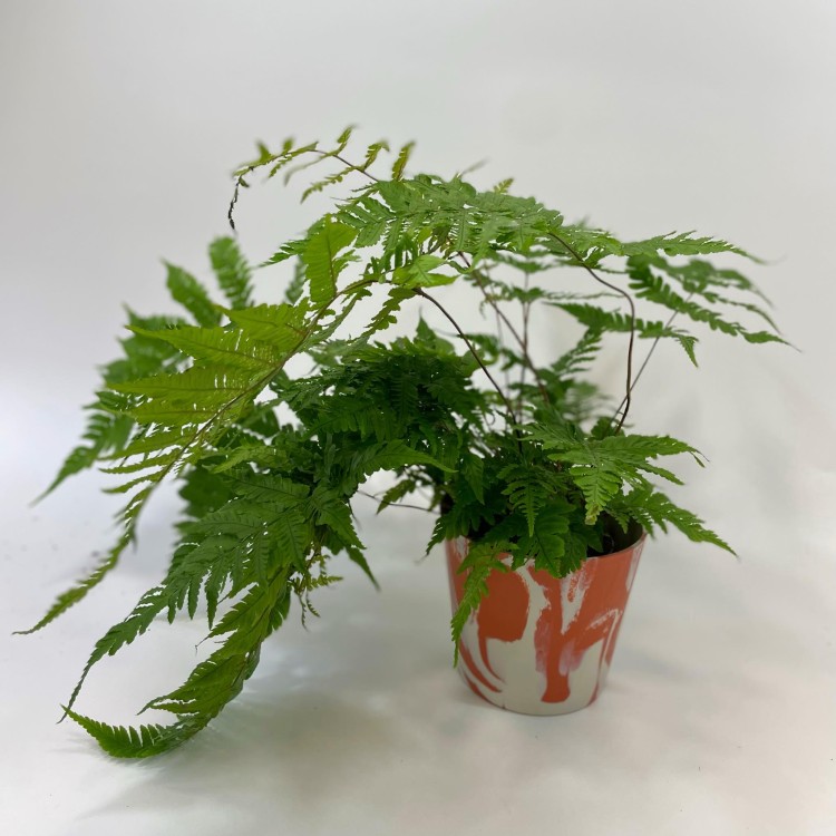 Dryopteris erythrosora narecznica czerwonozawijkowa (2).jpg