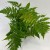 Dryopteris erythrosora narecznica czerwonozawijkowa (3).jpg