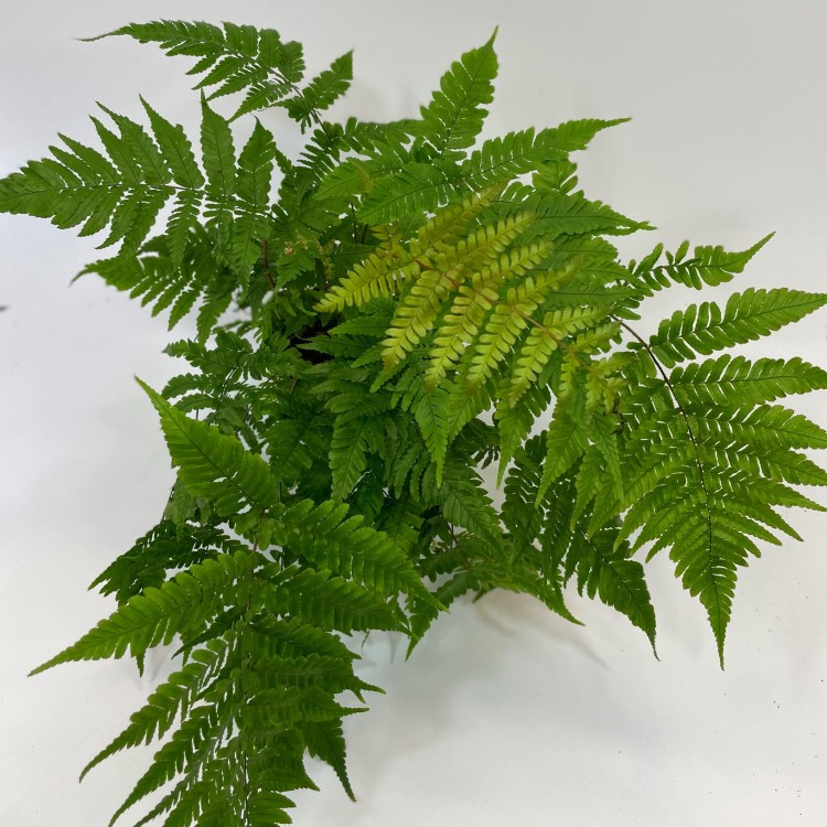 Dryopteris erythrosora narecznica czerwonozawijkowa (3).jpg