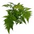Dryopteris erythrosora narecznica czerwonozawijkowa (4).jpg