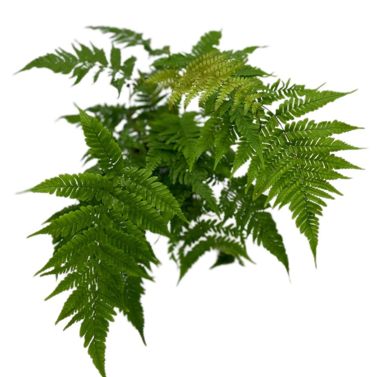 Dryopteris erythrosora narecznica czerwonozawijkowa (4).jpg