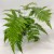 Dryopteris erythrosora narecznica czerwonozawijkowa (5).jpg
