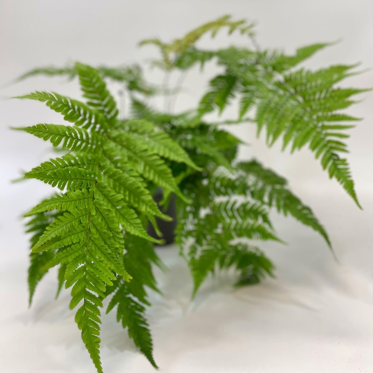 Dryopteris erythrosora narecznica czerwonozawijkowa (5).jpg