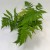 Dryopteris erythrosora narecznica czerwonozawijkowa (1).jpg