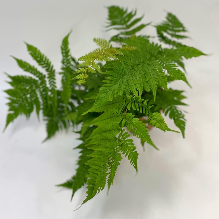 Dryopteris erythrosora narecznica czerwonozawijkowa (1).jpg