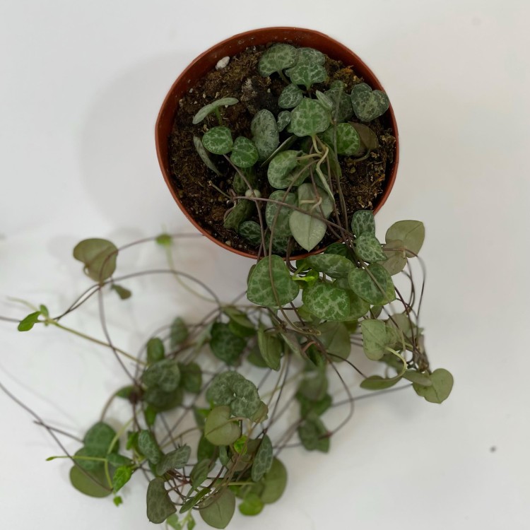 ceropegia woodii (11).jpg