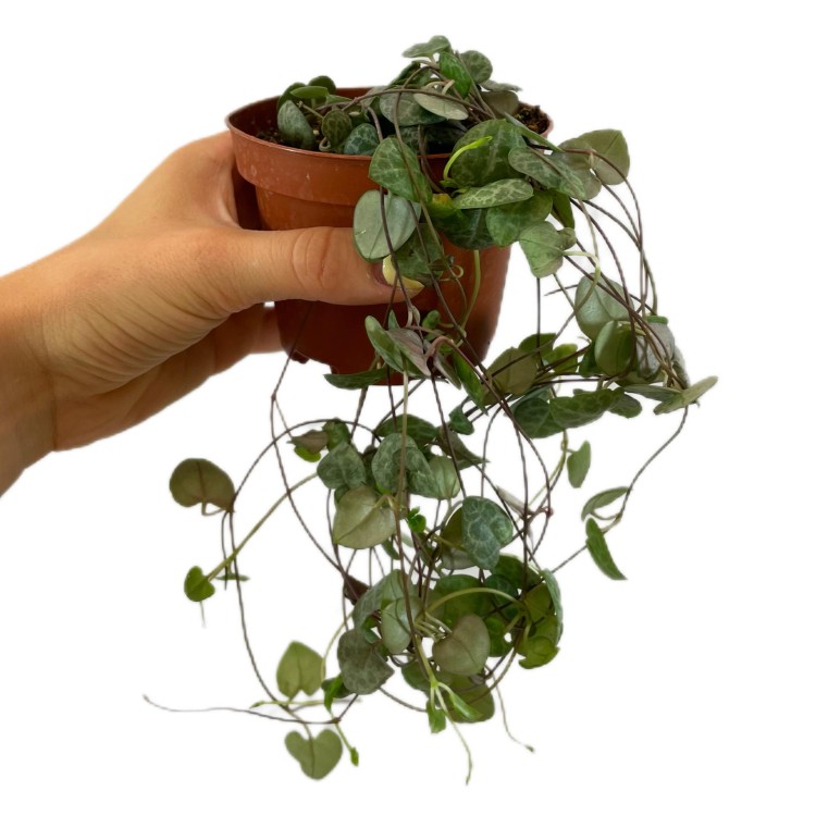 ceropegia woodii (12).jpg