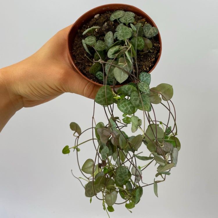 ceropegia woodii (10).jpg