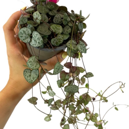 Ceropegia woodii Silver Glory (3).jpg