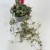 Ceropegia woodii Silver Glory (4).jpg