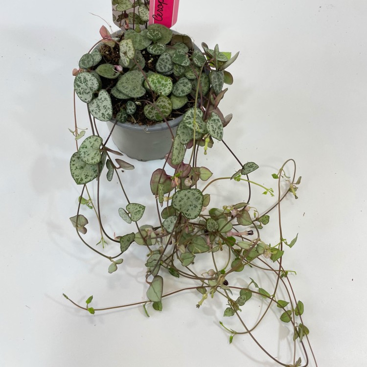 Ceropegia woodii Silver Glory (4).jpg