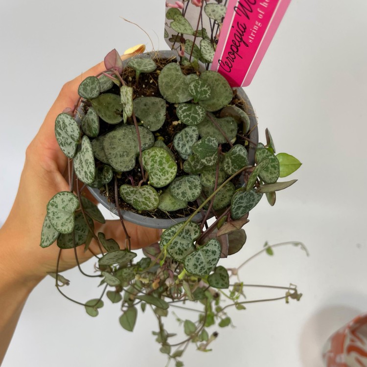 Ceropegia woodii Silver Glory (5).jpg