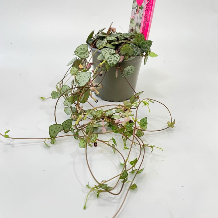 Ceropegia woodii Silver Glory (6).jpg