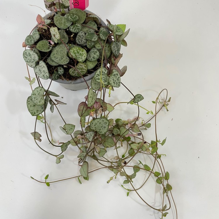 Ceropegia woodii Silver Glory (1).jpg