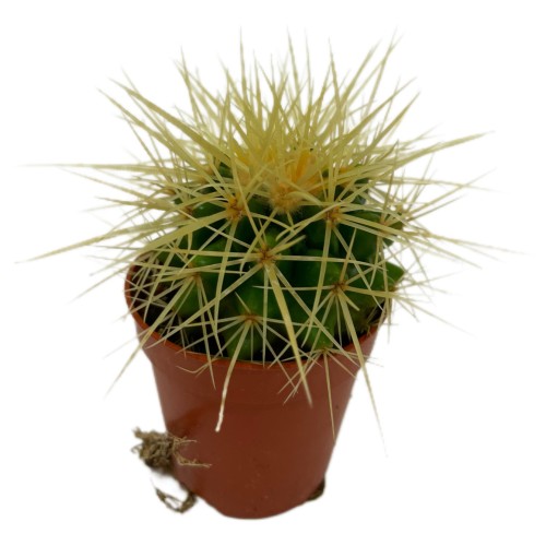 echinocactus grusonii kaktus FOTEL TEŚCIOWEJ  (2).jpg