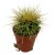 echinocactus grusonii kaktus FOTEL TEŚCIOWEJ  (2).jpg