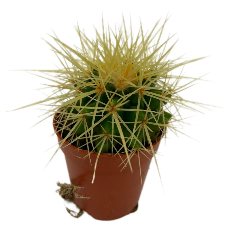 echinocactus grusonii kaktus FOTEL TEŚCIOWEJ  (2).jpg