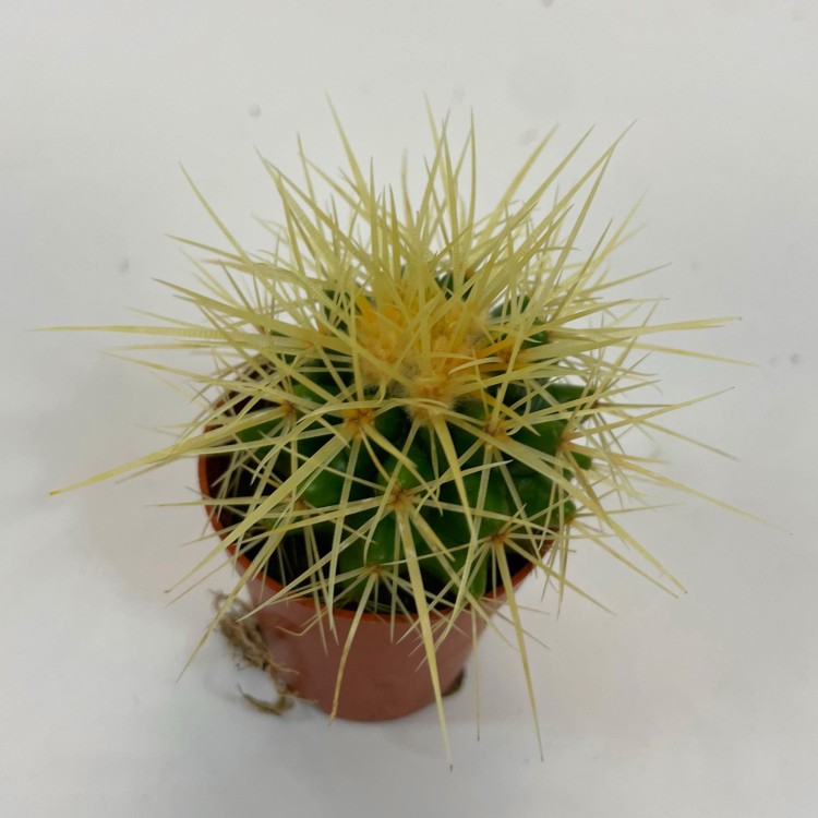 echinocactus grusonii kaktus FOTEL TEŚCIOWEJ  (1).jpg