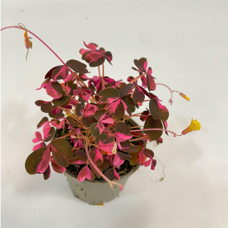 szczawik rózowy Oxalis vulcanicola (variegata (1).jpg