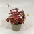 szczawik rózowy Oxalis vulcanicola (variegata (2).jpg