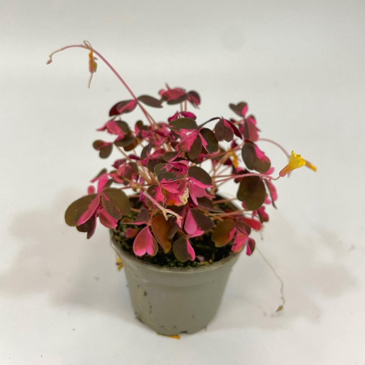 szczawik rózowy Oxalis vulcanicola (variegata (2).jpg