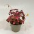 szczawik rózowy Oxalis vulcanicola (variegata (3).jpg