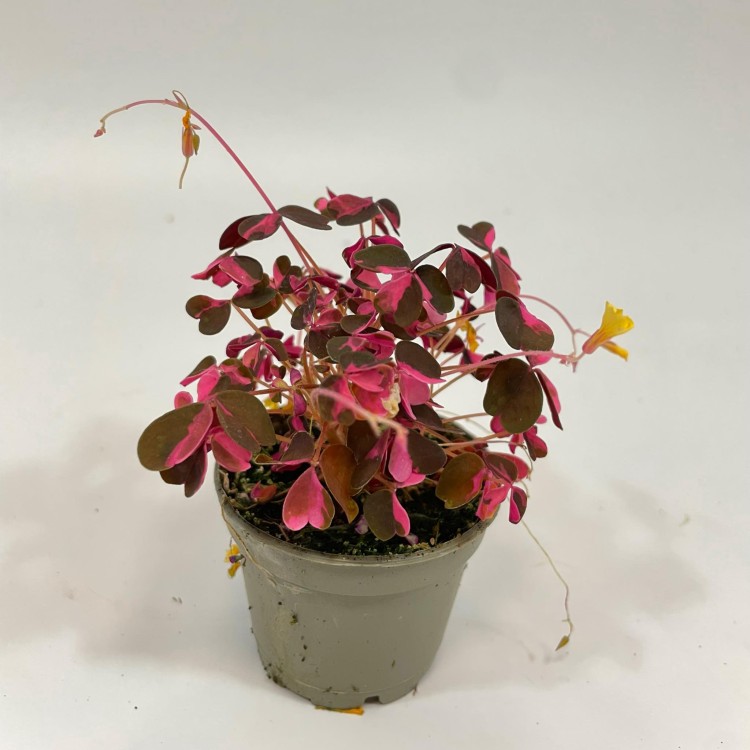 szczawik rózowy Oxalis vulcanicola (variegata (3).jpg
