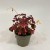 szczawik rózowy Oxalis vulcanicola (variegata (4).jpg
