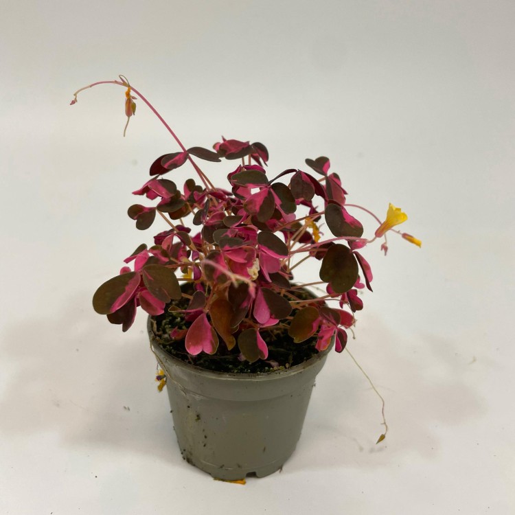 szczawik rózowy Oxalis vulcanicola (variegata (4).jpg