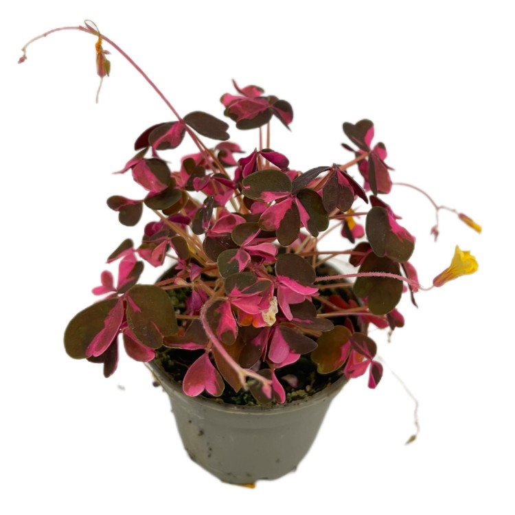 szczawik rózowy Oxalis vulcanicola (variegata (5).jpg
