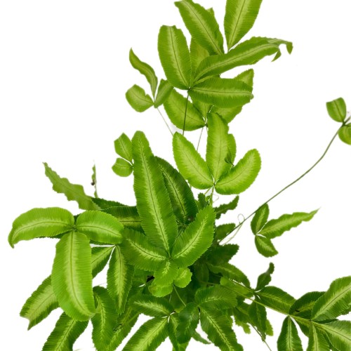 paproć Pteris cretica 'Albolineata  (11).jpg