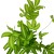 paproć Pteris cretica 'Albolineata  (11).jpg