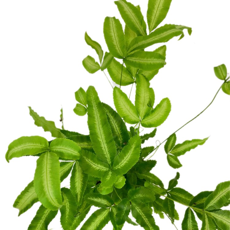 paproć Pteris cretica 'Albolineata  (11).jpg